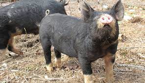 Why Pasture Raised Pork Is Better!