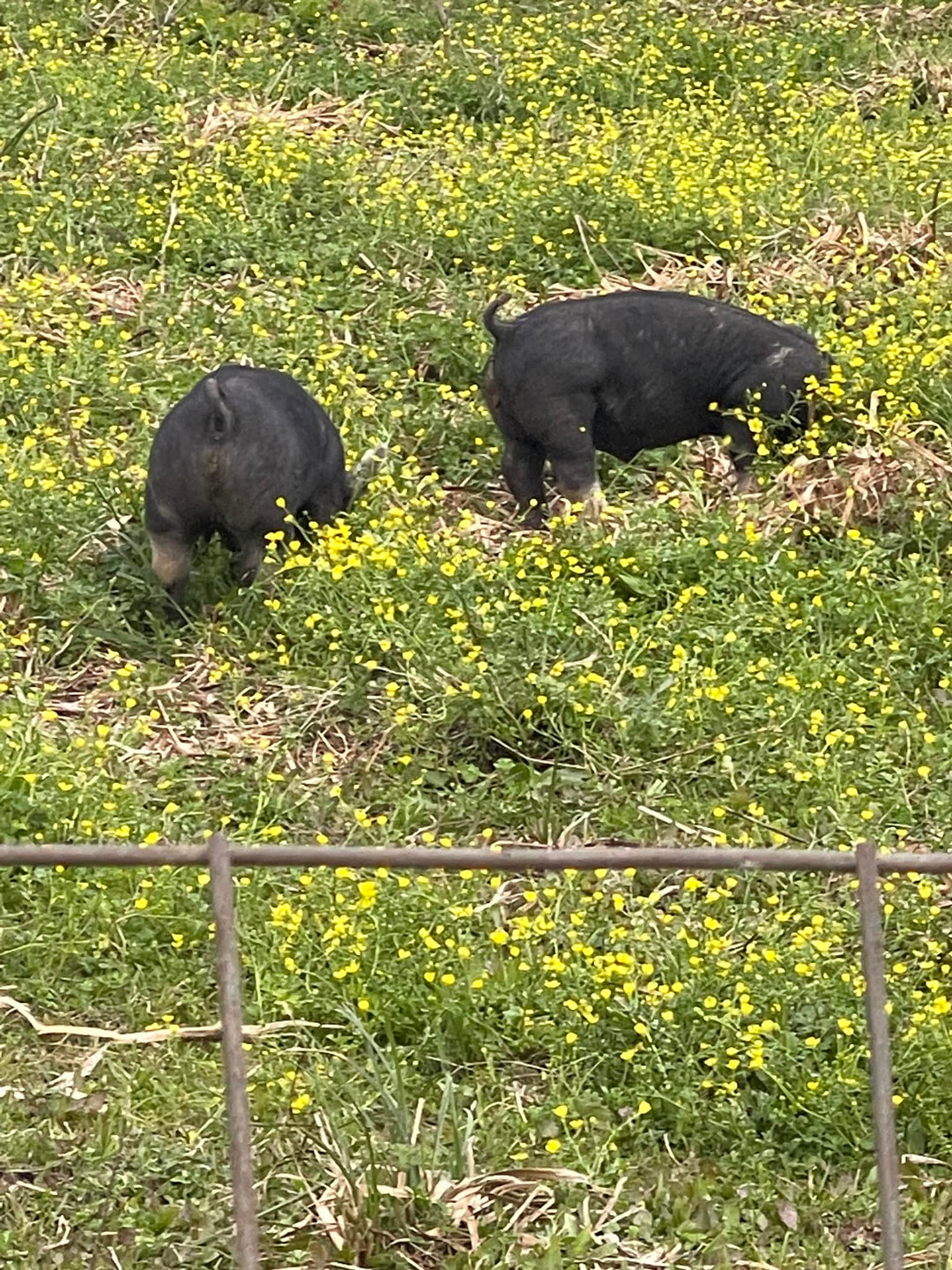 Top Reasons Why Pastured Pork Is Better For You!