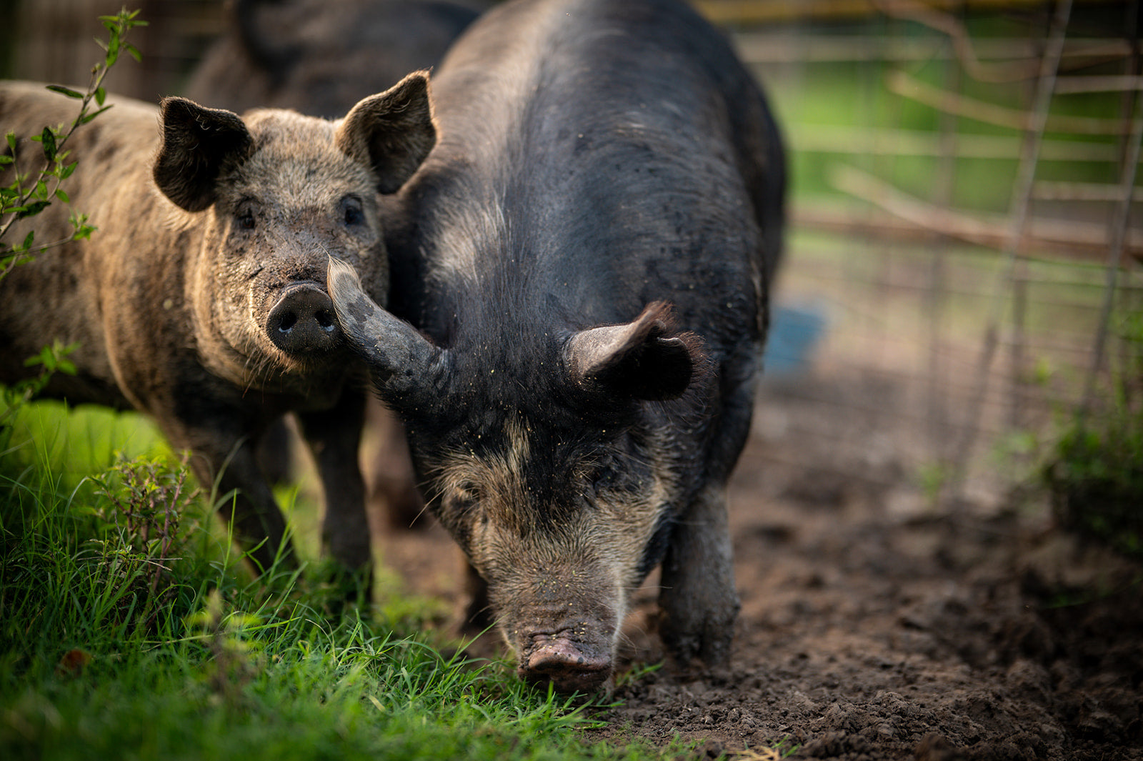 OUR STORY – Taylor Stevenson Ranch Meat Co
